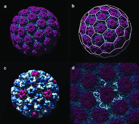 simian virus 40